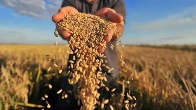 Sản lượng lúa đảm bảo xuất khẩu và tiêu thụ trong nước