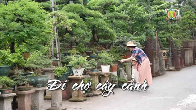 Đi chợ cây cảnh | Nhịp sống Hà Nội | 07/06/2024