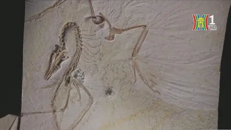 Mỹ trưng bày hóa thạch khủng long Archaeopteryx