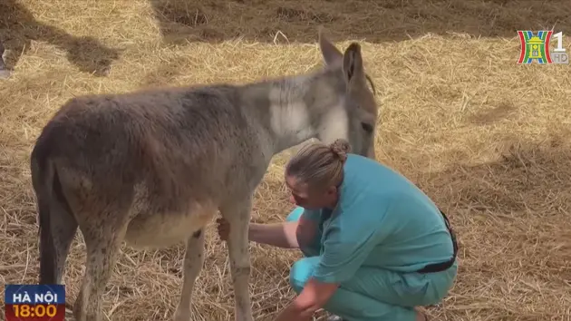 Bác sĩ thú y Hà Lan chăm sóc ngựa, lừa Ai Cập