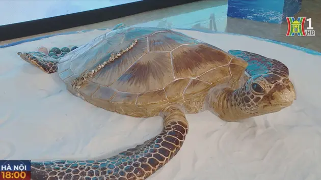 Độc đáo triển lãm 1001 rùa biển bằng gốm