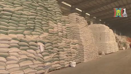Giá gạo xuất khẩu giảm nhẹ
