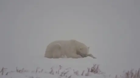 Gấu Bắc Cực vịnh Hudson đối mặt với nguy cơ tuyệt chủng