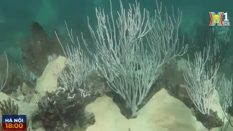 2/3 số rạn san hô trên thế giới bị tẩy trắng
