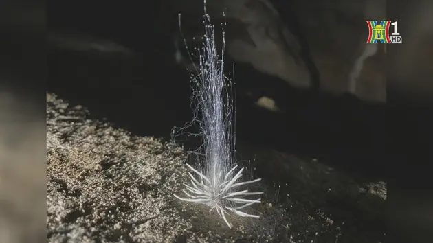 Phát hiện sinh vật lạ trong hang động Phong Nha - Kẻ Bàng