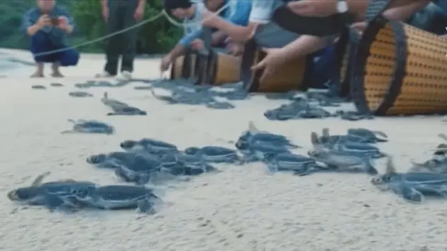 Hành trình 10 năm bảo tồn rùa biển tại Việt Nam 