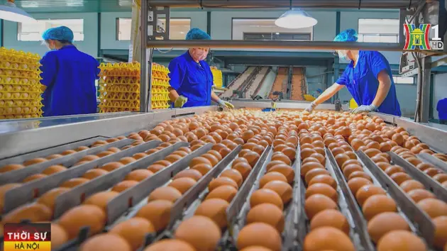 Châu Âu áp thuế đối với trứng nhập khẩu từ Ukraine