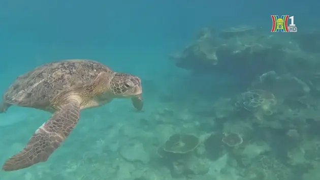 Biến đổi khí hậu đe dọa đến rùa biển
