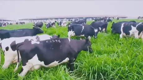 TH khởi công dự án chăn nuôi bò sữa tại Viễn Đông