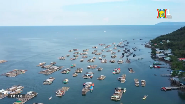 Nuôi biển bền vững - Hà Nội hưởng lợi gì? | Thủ đô và Thế giới | 10/06/2023