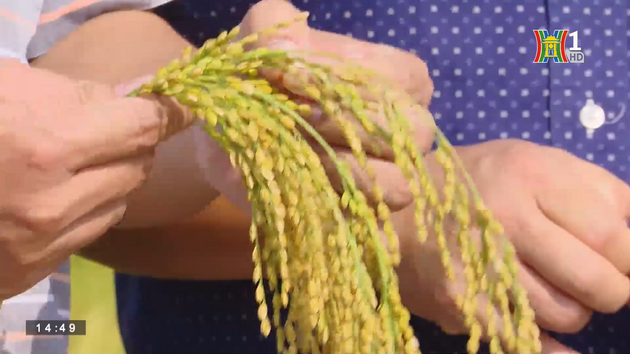 Nhân rộng vùng lúa Nếp cái hoa vàng tại Sóc Sơn | Thực phẩm an toàn | 10/09/2023
