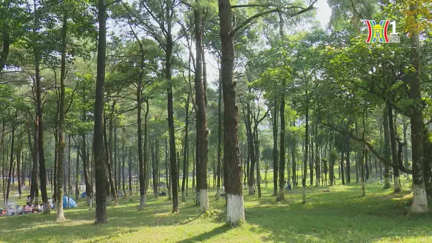 Hà Nội xử lý tình trạng lấn chiếm đất rừng