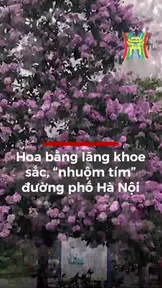 Hoa bằng lăng khoe sắc, “nhuộm tím” đường phố Hà Nội