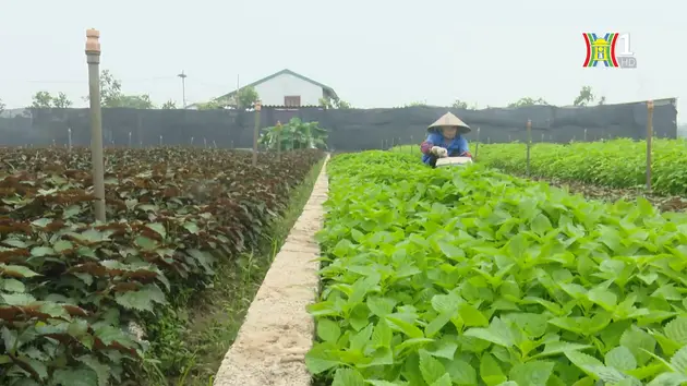 Mở rộng sản xuất rau an toàn | Nông nghiệp nông thôn | 09/05/2024