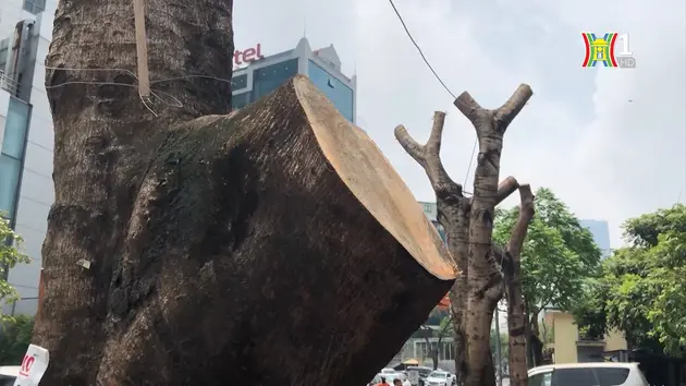Hàng cây trên phố Duy Tân bị cắt trụi cành lá