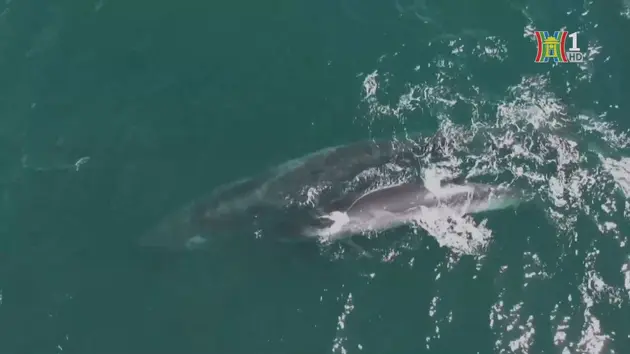 Cá voi xuất hiện trở lại ngoài khơi Argentina sau 100 năm