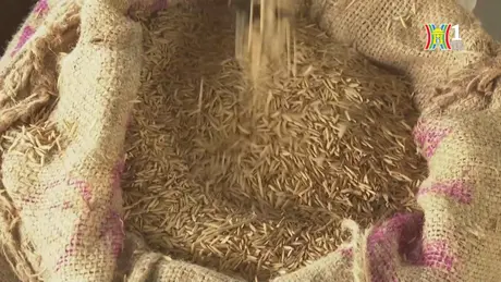 Dự báo Ấn Độ tiếp tục dẫn đầu thị trường gạo thế giới

