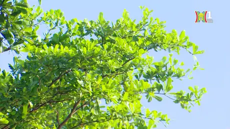 Cây bàng lá nhỏ phủ xanh nhiều tuyến đường Hà Nội