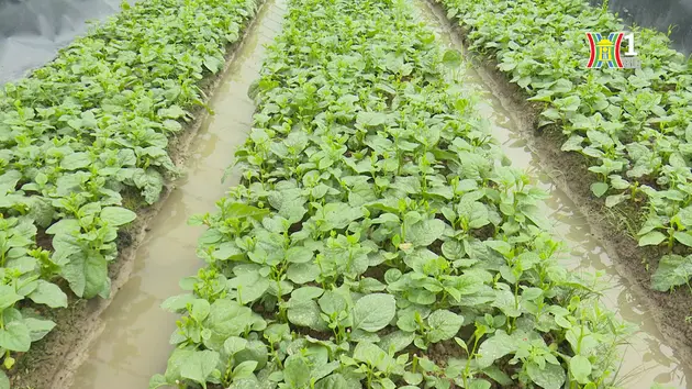 Mã số vùng trồng - giấy thông hành cho nông sản Hà Nội | Thực phẩm an toàn | 26/05/2024