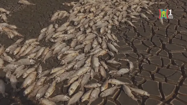 Cá chết hàng loạt do hạn hán nghiêm trọng ở Mexico