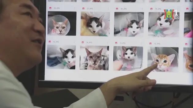 Nhật Bản ứng dụng AI giúp chẩn đoán sức khỏe của mèo

