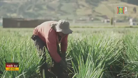 Colombia mất an ninh lương thực