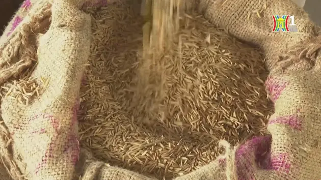 Giá gạo của Ấn Độ cao nhất trong 3 tháng