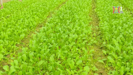 Nông nghiệp xanh là mũi nhọn của Hà Nội | Thực phẩm an toàn | 23/06/2024